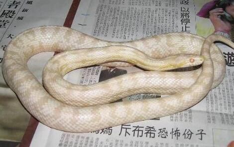 宠物玉米蛇价格是多少？挑选它需注意什么？