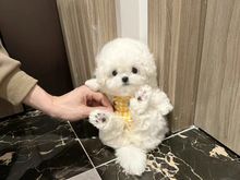 重庆泰迪犬狗狗 泰迪犬宠物市场