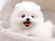 重庆宠物市场博美犬出售品质保障