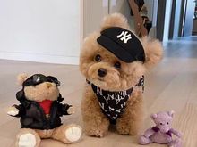 重庆泰迪犬幼犬 泰迪犬宠物市场