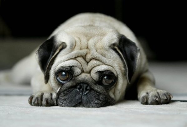 犬脾肿瘤
