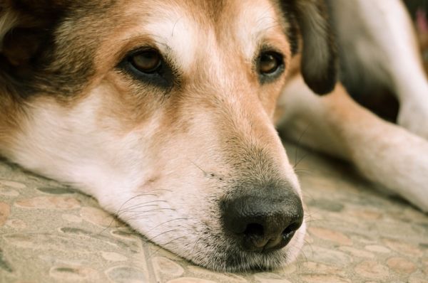 Los perros adultos pueden sentir tristeza si no se cuidan adecuadamente