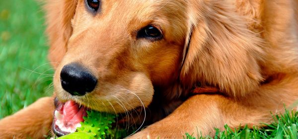 cáncer de bazo en perros tratamiento