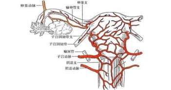 狗脾脏：免疫与血液生成，关联贫血、感染等。