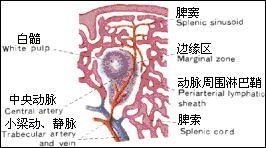 狗脾脏：免疫与血液生成，关联贫血、感染等。