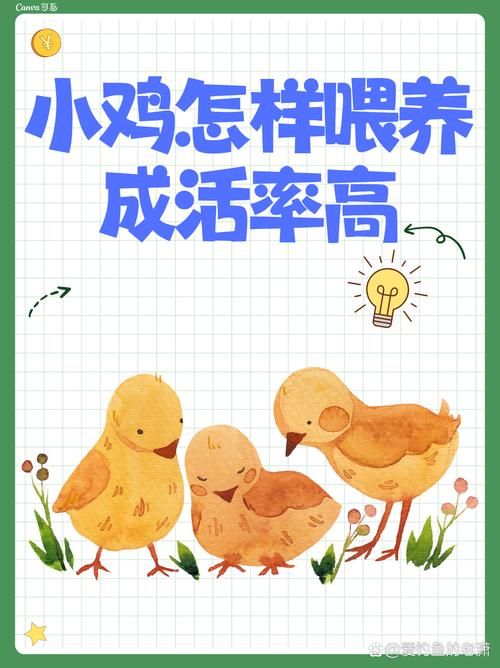 宠物小鸡养成指南，让您的家庭增添欢乐与活力