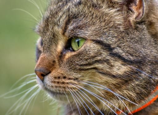 领养猫的3个渠道_这些靠谱方式让你轻松找到爱猫