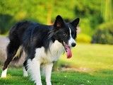 宠物狗狗行为训练 附近训犬基地-重庆宠物培训中心