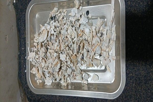 无忧服务，尽心尽力 重庆宠物殡葬一站式服务 可带撒骨灰