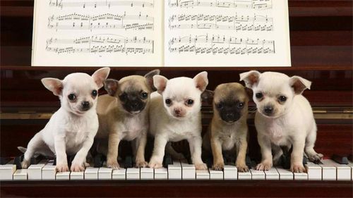 We Are Pianists Wallpaper<br> http://www.wallpaperhere.com/Animal/Dogs/We_are_pianists_87180