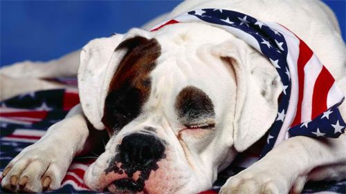 USA Lover Dog<br> http://animals.desktopnexus.com/wallpaper/197809/