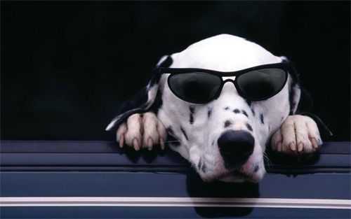 Cool Dog Wearing Glasses Wallpaper<br> http://www.wallpaperhere.com/Animal/Dogs/Cool_Dog_wearing_glasses_83891