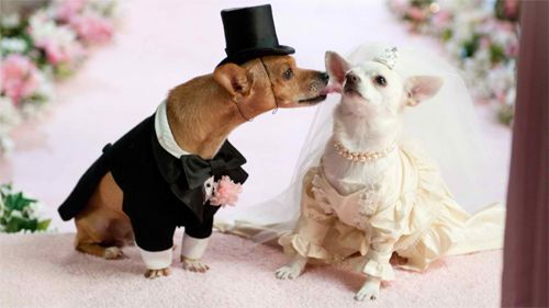 Dog Weds<br> http://animals.desktopnexus.com/wallpaper/1096066/