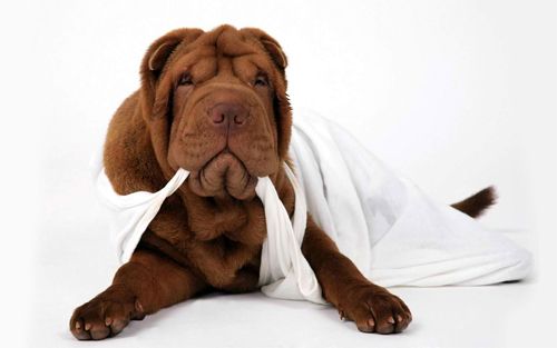 Cute Dog Wallpaper<br> http://www.wallpaperhere.com/Animal/Dogs/cute_dog_102311