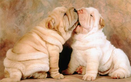 Shar Pei Puppies Wallpaper<br> http://www.wallpaperhere.com/Animal/Dogs/shar_pei_puppies_102193