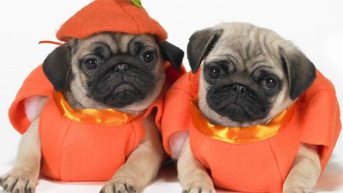 Scary Halloween Pugs<br> http://animals.desktopnexus.com/wallpaper/628997/