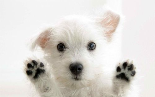 Dog On Your Screen Wallpapers<br> http://www.wallpaperhere.com/Animal/Dogs/Dog_on_your_screen_wallpapers_99927