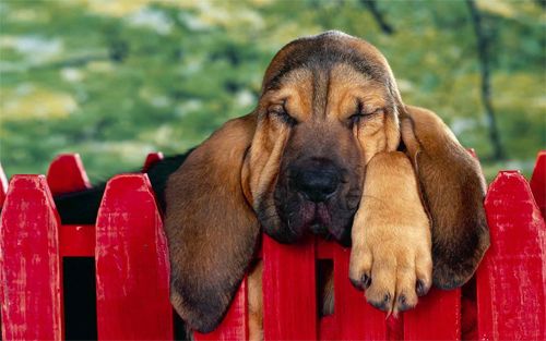 Sleeping Dog Wallpaper<br> http://www.wallpaperhere.com/Animal/Dogs/Sleeping_Dog_99191