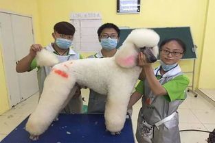 宠物美容画图：如何让你的宠物更可爱？宠物美容DIY教程和技巧