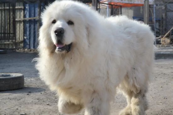 十种脾气最好的大型犬