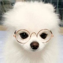 萌宠可爱头像呆萌图片大全 呆萌宠物头像图片