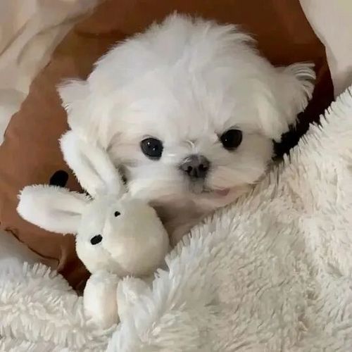 萌宠头像可爱图片大全 小动物头像超萌图片大全