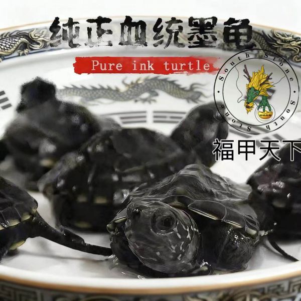 国龟墨龟全黑纯种顶墨特大墨龟苗宠物乌龟水龟中华草龟活体龟