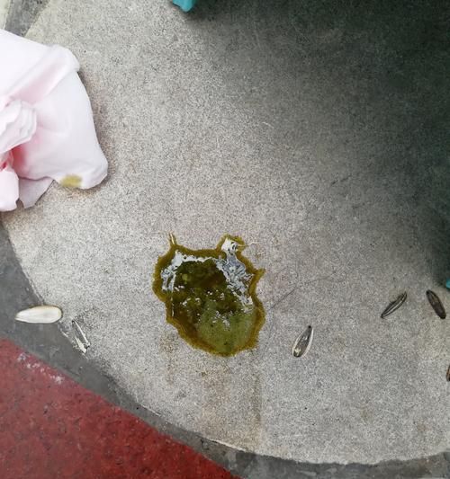 宠物豹龟拉肚子了怎么办（细心呵护）