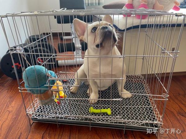 法斗如何托运