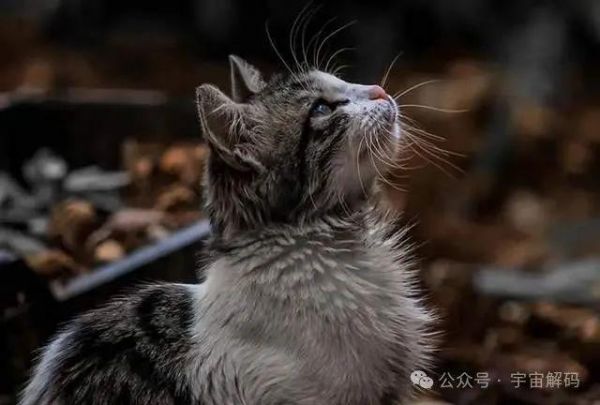 野猫究竟是什么猫？它如何生存？