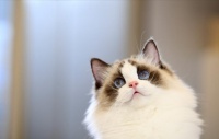 布偶猫不会叫喵是为什么 布偶猫不叫原来是这个原因