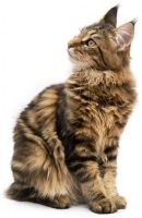 怎么训练猫装死 科学的训练技巧