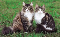 缅因猫能吃奶油吗 喂养小常识