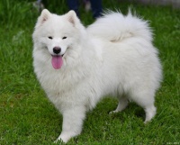 萌萌哒的沙发伴侣:萨摩耶犬