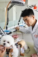 中国日报:神奇中医保护宠物健康