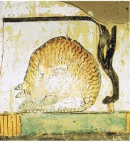 银河系养猫指南