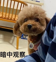 泰迪饲养指南,不拿白不拿!