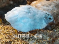 让“铲屎官”又爱又恨,这种mini网红小鸡你养过吗?