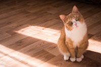 养猫还是养狗?调查显示,它才是最受欢迎的都市宠物