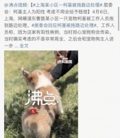 宠物这么可爱,你能为它们做些什么?