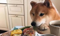 兽医：担心狗狗“营养不够”，这6种食物要常吃