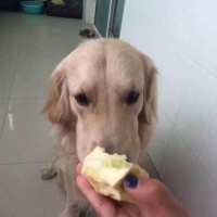 最全的金毛食谱及十九种食物的营养成分，收藏下来慢慢学习吧