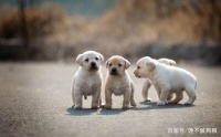 拉布拉多犬一生6大时期，饲养指南！
