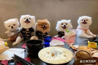 宠物控为爱犬制作的美食