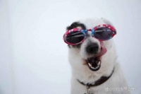 揭秘:5个必知宠物养护秘诀,让爱宠更健康!