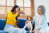 宠物护理要点,如何正确照顾宠物的饮食、健康和日常护理