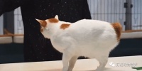 最全猫咪品种清单,请您查收