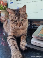 猫有哪些常见品种?狸花猫最为常见,所以占据第一位置!