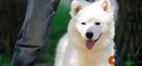 常见宠物犬20种都有什么