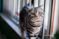 世界十大最受欢迎宠物猫 十大最受欢迎的宠物猫品种 什么品种的猫最受欢迎